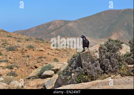 Isole Canarie Fuerteventura, Parque Rural, Corvus corax tingitanus, comune Raven Foto Stock