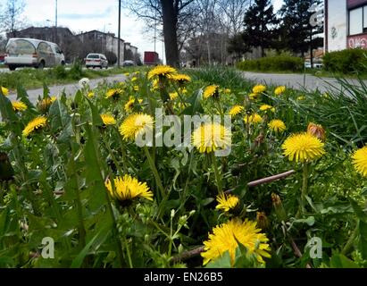 Giallo tarassaco crescente nella città accanto alla strada. Foto Stock