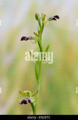 Cupo Bee-orchid, Ophrys algarvensis, Andalusia, Spagna meridionale. Foto Stock