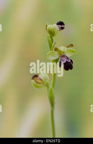 Cupo Bee-orchid, Ophrys algarvensis, Andalusia, Spagna meridionale. Foto Stock