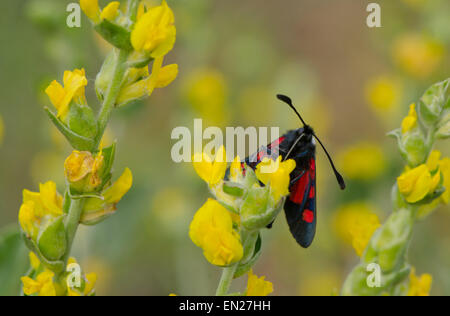 Cinque-spot Burnett, Zygaena trifolii, appollaiato su fiore giallo, Mediterraneo occidentale tarma della Spagna meridionale. Foto Stock