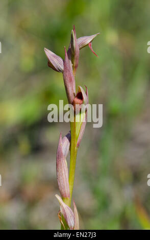 Piccola linguetta fiorito Orchid, Serapias parviflora orchid, Andalusia, Spagna meridionale. Foto Stock