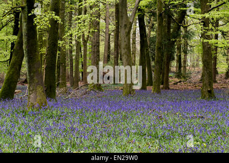 Bella la molla Bluebells in boschi Grovely Wishford vicino a Salisbury Foto Stock