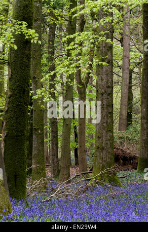 Bella la molla Bluebells in boschi Grovely Wishford vicino a Salisbury Foto Stock