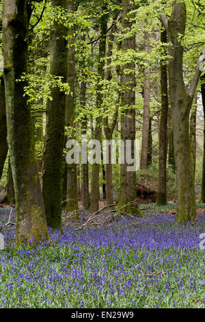 Bella la molla Bluebells in boschi Grovely Wishford vicino a Salisbury Foto Stock