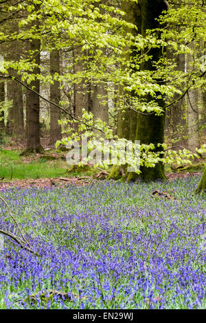 Bella la molla Bluebells in boschi Grovely Wishford vicino a Salisbury Foto Stock