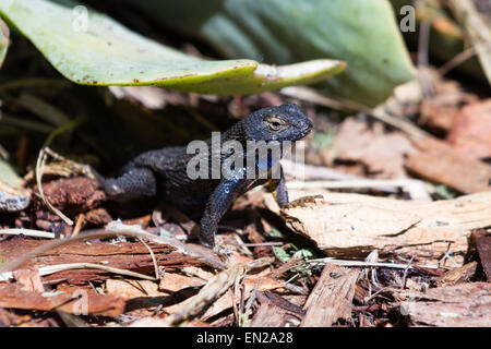 Piccolo deserto lizard godendo il sole sui trucioli di legno su un giardino Foto Stock