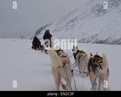 Slitta trainata da cani huskies racing a Tromsø in Norvegia Foto Stock