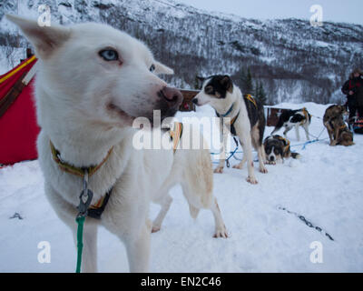 Slitta trainata da cani huskies riposo dopo una gara a Tromsø in Norvegia Foto Stock