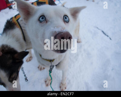 Blue eyed slitta trainata da cani husky staring fino durante il riposo Foto Stock