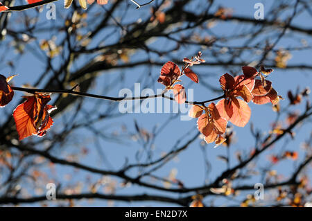 Aberystwyth, Wales, Regno Unito. 26 Aprile 2015 - Su un perfetto pomeriggio a molla, le foglie di un albero di faggio da distendere le gemme in aprile sunshine - John Gilbey/Alamy Live News Foto Stock