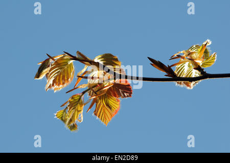 Aberystwyth, Wales, Regno Unito. 26 Aprile 2015 - Su un perfetto pomeriggio a molla, le foglie di un albero di faggio da distendere le gemme in aprile sunshine - John Gilbey/Alamy Live News Foto Stock