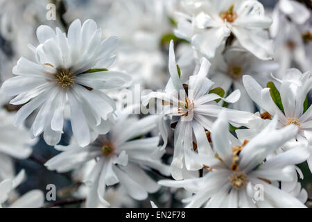 Star Magnolia stellata Foto Stock