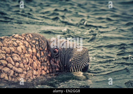 Spaventato o scary close up di un tricheco, Odobenus rosmarus, nell'acqua, colore alterato per effetto, arcipelago delle Svalbard, Norvegia Foto Stock