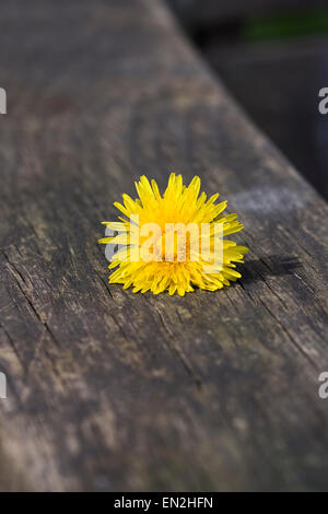 Taraxacum officinale. Fiore di tarassaco testa sul braccio di una panca in legno. Foto Stock