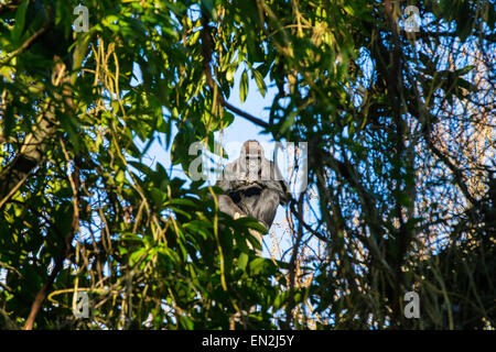 La pianura occidentale Gorilla al Parco Zoologico Woodland in Seattle, Washington il 27 gennaio 2015 Foto Stock