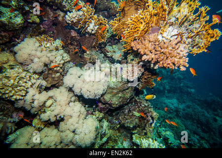 Red Sea Coral reef Foto Stock