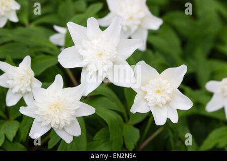 Fiori di del raddoppio della forma di legno anemone, Anemone nemorosa , 'Vestale" Foto Stock