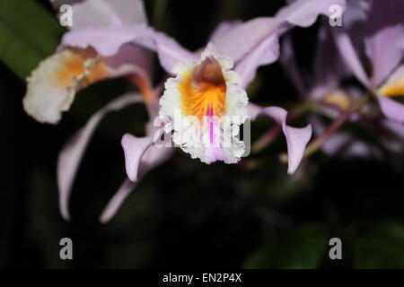 Orchidaceae, Orchidea fiore. Foto Stock