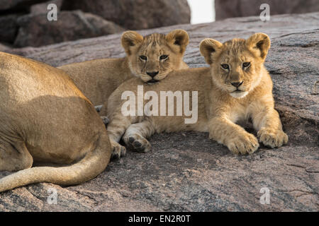 Lion cubs in appoggio su un kopje. Foto Stock