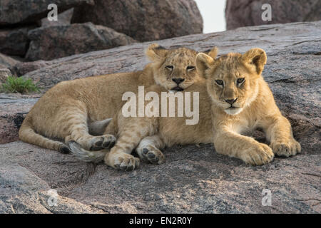 Lion cubs in appoggio su un kopje. Foto Stock