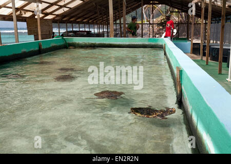 Hawksbill tartarughe di mare, Old Hegg Turtle Santuario, Bequia, Saint Vincent e Grenadine Foto Stock