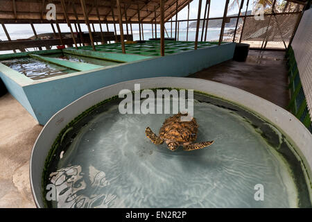 Hawksbill tartaruga di mare, Old Hegg Turtle Santuario, Bequia, Saint Vincent e Grenadine Foto Stock