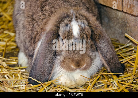 Close up di un lop-eared coniglio in paglia. Foto Stock