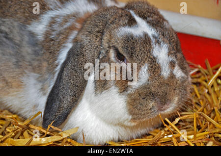 Close up di un lop-eared coniglio in paglia. Foto Stock