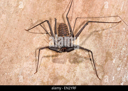 Amblypygi - frusta-crociere COSTA RICA wildlife wip spider tailless frusta scorpioni animale invertebrato Arachnida notte notturno di un Foto Stock