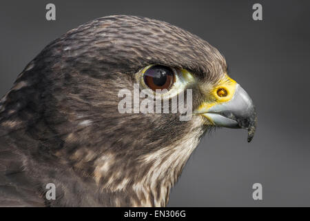 Vicino la vista laterale della testa di un ibrido falcon mostra occhio e becco in profilo - cercando di destra Foto Stock