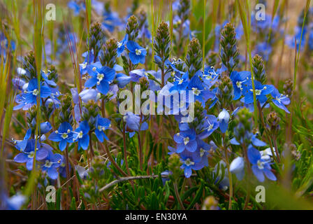 Campo blu con Veronica(Veronica)Europa.Russia.La penisola della Crimea. Foto Stock