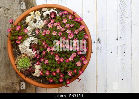 Mini giardino alpino Sassifraga sedum rosa fiori sbocciano i fiori con rocce in pentola di creta sul dipinto di bianco sullo sfondo di legno Foto Stock