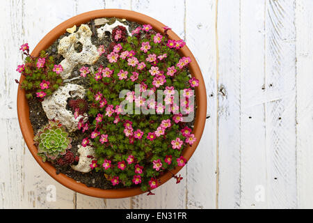 Mini giardino alpino Sassifraga sedum rosa fiori sbocciano i fiori con rocce in pentola di creta sul dipinto di bianco sullo sfondo di legno Foto Stock