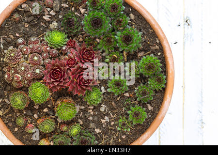 Mini giardino alpino collezione sedum verde, argento e foglie rosse in pentola di creta sul dipinto di bianco sullo sfondo di legno Foto Stock