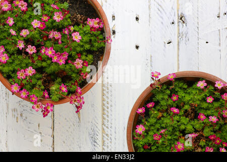 Sassifraga Sedum rosa fiori sbocciano i fiori con rocce in pentola di creta sul dipinto di bianco sullo sfondo di legno Foto Stock