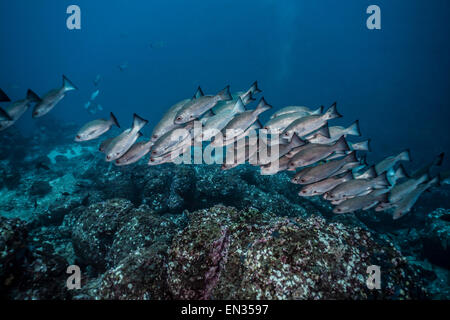 La Giordania la snapper (Lutjanus jordani), Cocos Island, Costa Rica Foto Stock