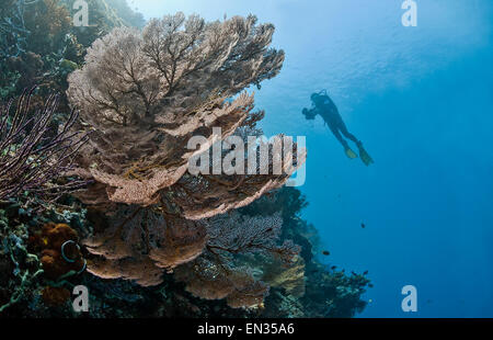 Subacqueo, gigante rosso fan corallo (Melithaea sp.), Menjangan, Bali, Indonesia Foto Stock