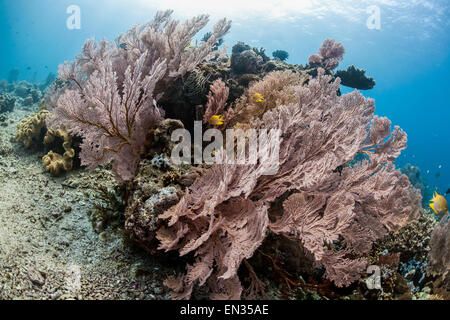 Red Giant fan corallo (Melithaea sp.) con Behn la fanciulla (Neoglyphidodon nigroris), Menjangan, Bali, Indonesia Foto Stock