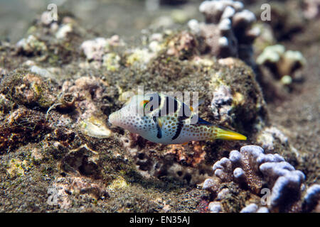 La Valentinni sharpnose puffer (Canthigaster valentini), Bali, Indonesia Foto Stock