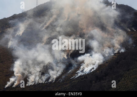 Boccola controllata fire, vicino a Lourdes, Hautes-Pyrenees, Pirenei, Francia Foto Stock