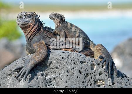 Iguane Marine (Amblyrhynchus cristatus), adulti e giovani, Tortuga Bay, Puerto Ayora, Isola di Santa Cruz, Galapagos, Ecuador Foto Stock