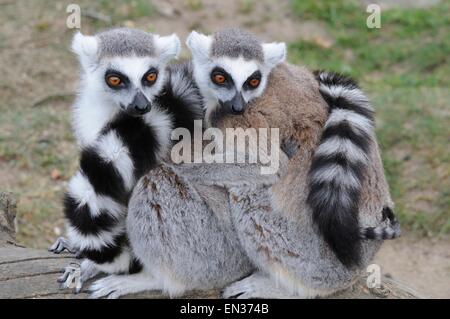Anello-tailed lemuri (Lemur catta) seduti insieme vicino allo zoo, Ystad, Svezia Foto Stock