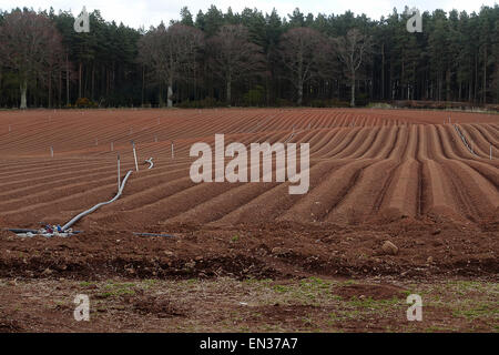 Sistema di acqua per la coltivazione di patate in Scottish Borders. Foto Stock