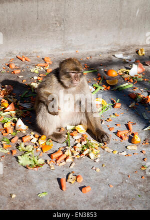 Barberia scimmie macaco, Macaca sylvanus, Gibilterra, British terroritory in Europa meridionale Foto Stock