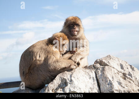 Barberia scimmie macaco, Macaca sylvanus, Gibilterra, British terroritory in Europa meridionale Foto Stock