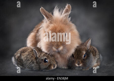 Coniglio nano (oryctolagus cuniculus forma domestica), femmina con due giovani Foto Stock