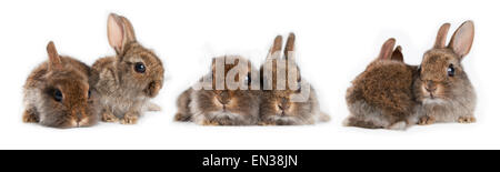 Tre coppie di giovani conigli nani (oryctolagus cuniculus forma domestica) Foto Stock
