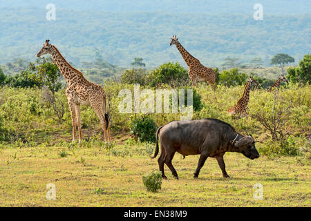 Giraffe (Giraffa camelopardalis) e un capo buffalo (Syncerus caffer), Regione di Arusha, Tanzania Foto Stock