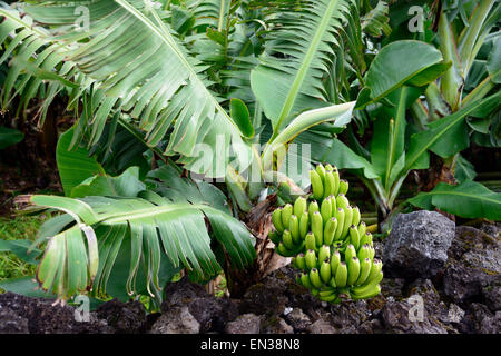 Piante di banana (Musa), Azzorre, Portogallo Foto Stock